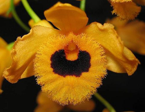 File:Dendrobium fimbriatum var. oculatum.jpg