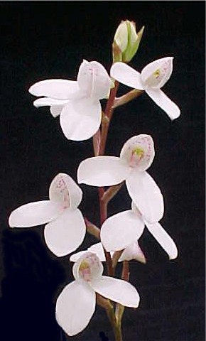 File:Disa tripetaloides Super.jpg