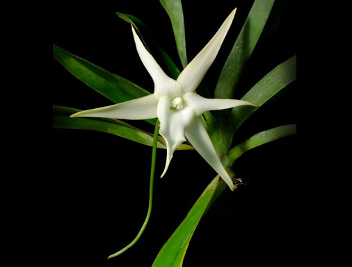 File:Angraecum sesquipedale.jpg