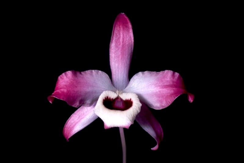 File:Dendrobium nobile.jpg