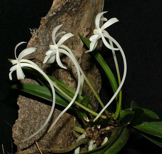 File:Neofinetia falcata.jpg