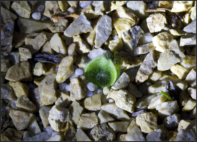 File:Holothrix villosa.jpg