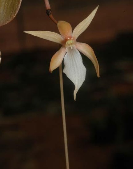 File:Aerangis fuscata.jpg