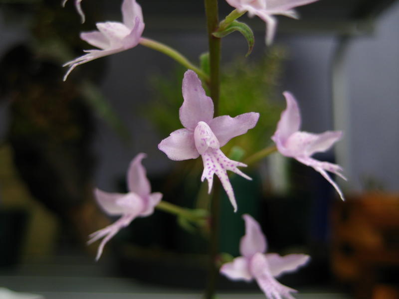 File:Stenoglottis longifolia.jpg