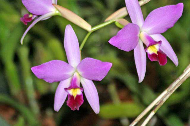 File:Laelia anceps.jpg