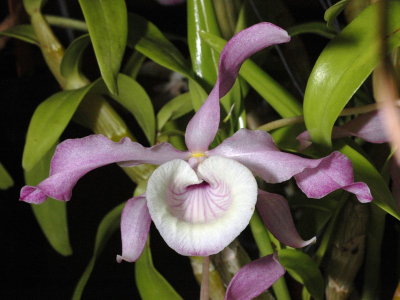 File:Dendrobium tortile.jpg