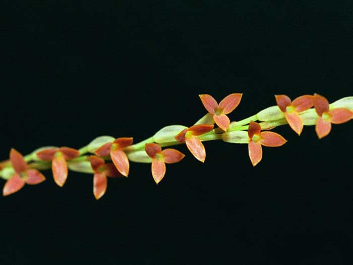 File:Physosiphon tubatus.jpg
