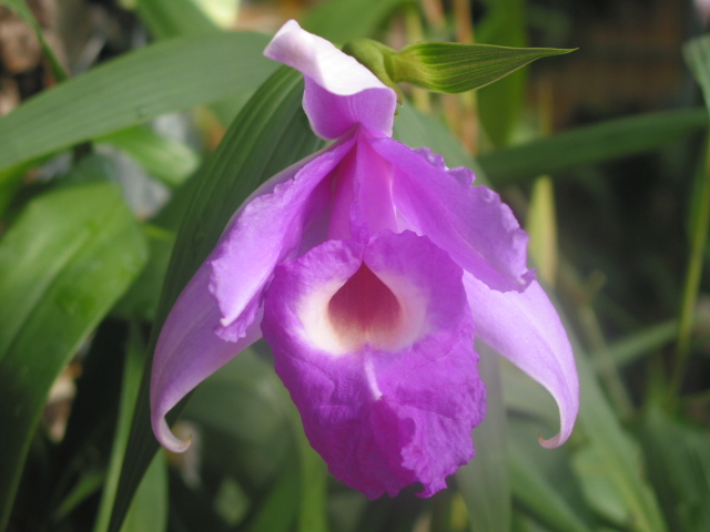 File:Sobralia macrantha.jpg