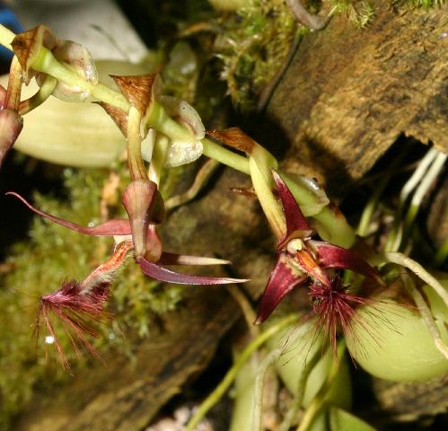 File:Bulbophyllum barbigerum.jpg