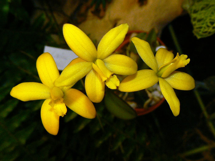 File:Laelia bradei.jpg