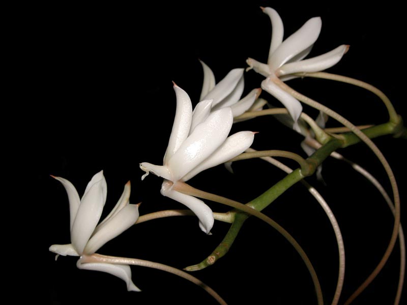 File:Aerangis ellisii.jpg