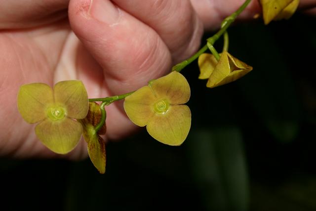 File:Stelis vulcanica.jpg