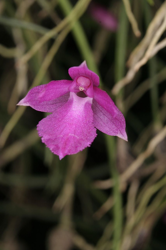 File:Neolauchea pulchella.jpg
