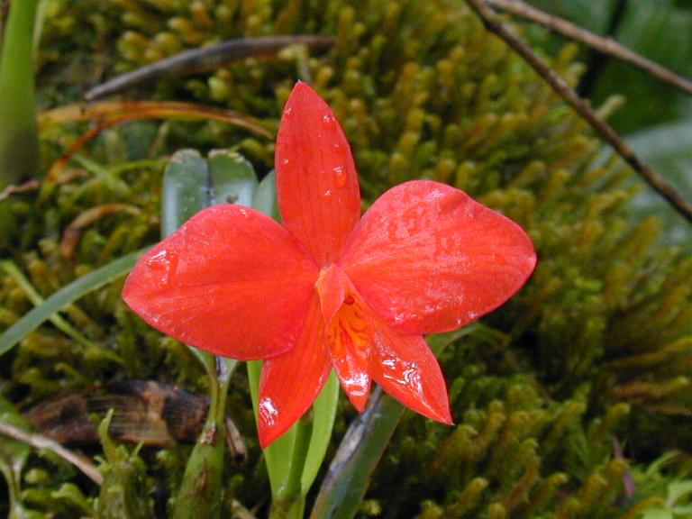 File:Sophronitis coccinea.jpg