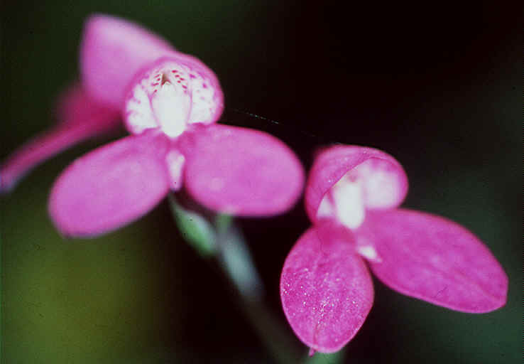 File:Disa tripetaloides Pink Flush.jpg
