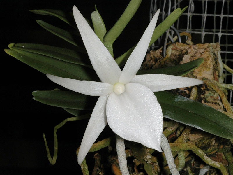 File:Angraecum didieri.jpg