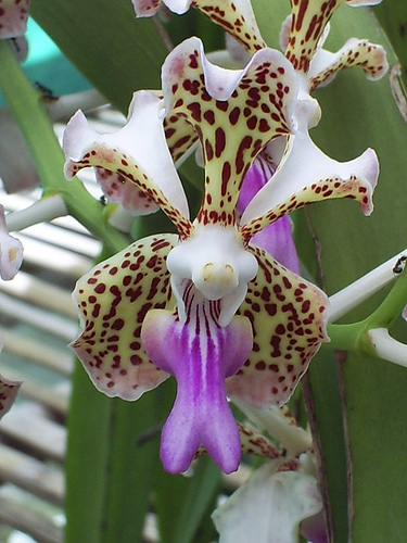 File:Vanda tricolor var. suavis.jpg