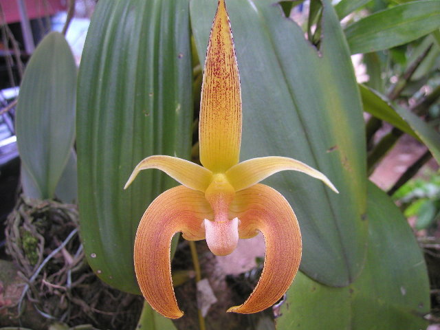 File:Bulbophyllum lobbii.jpg