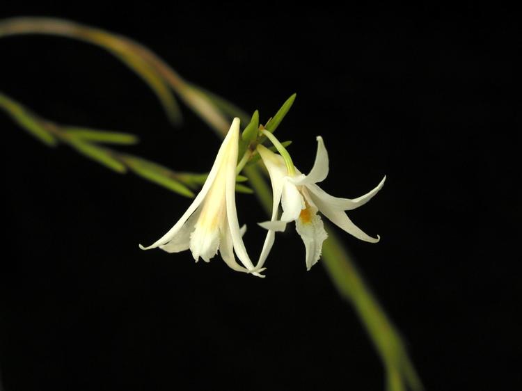 File:Dendrobium exile.jpg