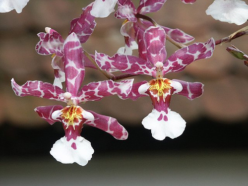 File:Oncidium incurvum.jpg