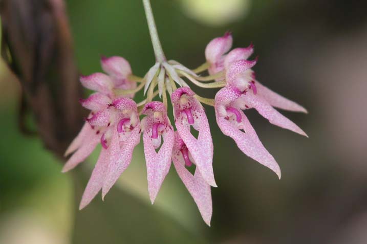 File:Cirrhopetalum dentiferum.jpg