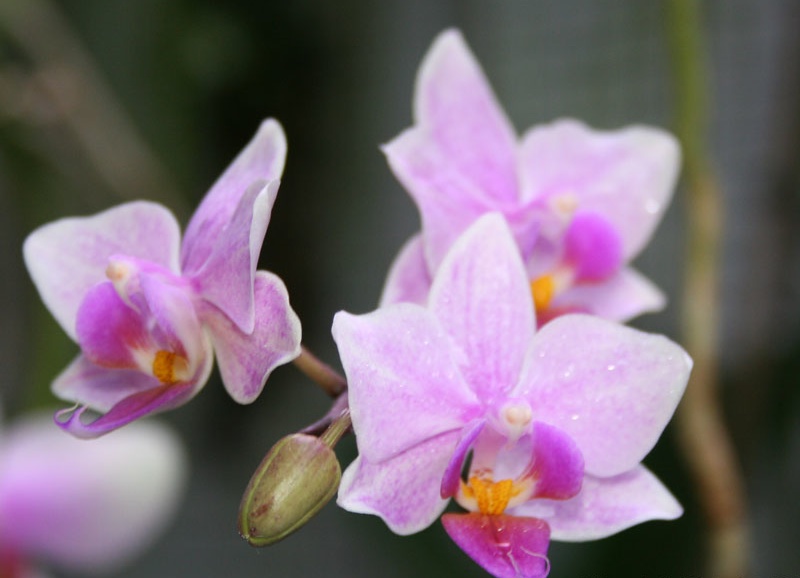File:Phalaenopsis X intermedia.jpg