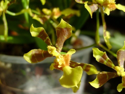 File:Oncidium longipes.jpg