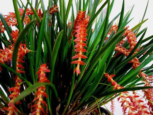 File:Dendrochilum wenzellii.jpg