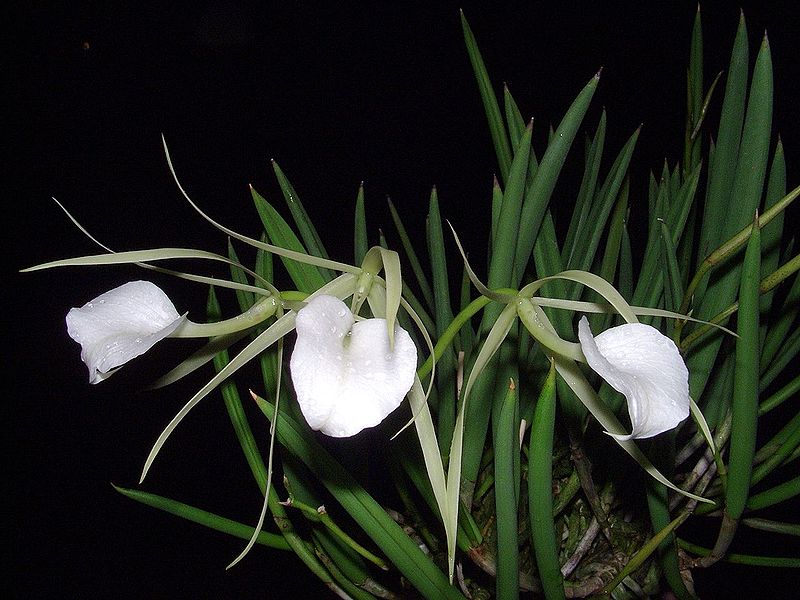 File:Brassavola nodosa.jpg