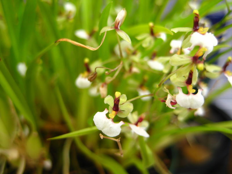 File:Ornithophora radicans.jpg