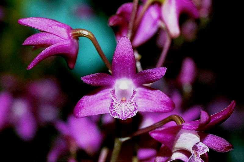 File:Dendrobium kingianum.jpg