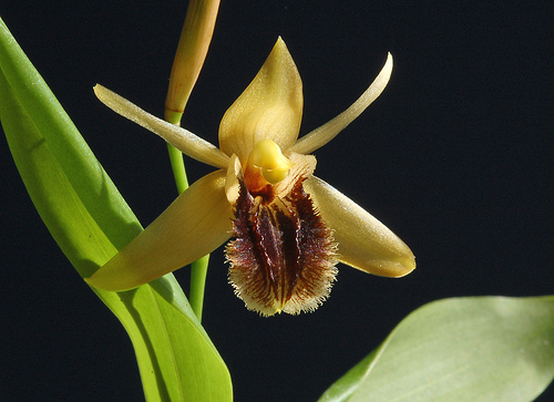 File:Coelogyne fimbriata.jpg