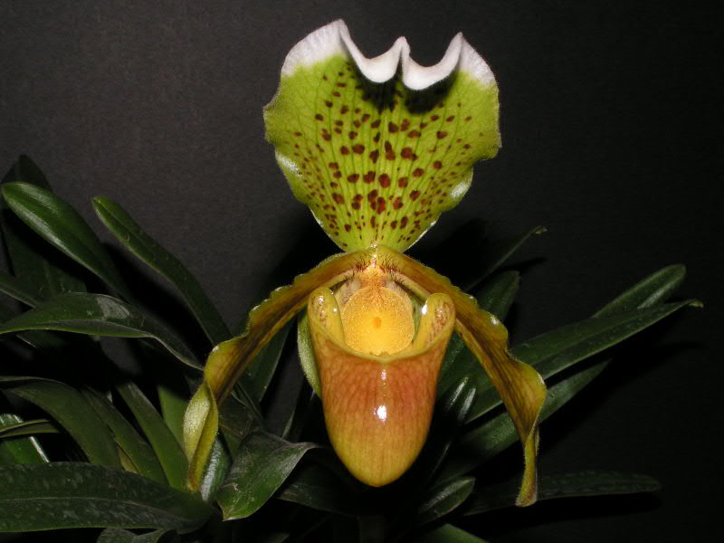 File:Paphiopedilum insigne.jpg