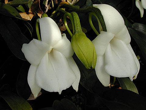 File:Angraecum magdalenae.jpg