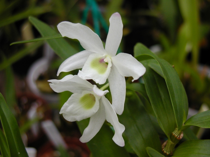 File:Dendrobium nobile var. virginalis.jpg