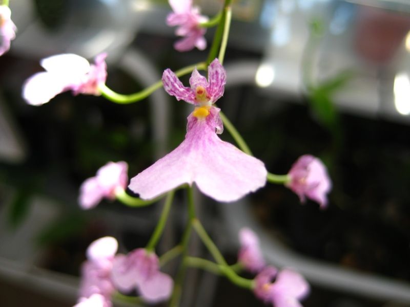 File:Iononcidium Popcorn 'Pink Sugar'.jpg