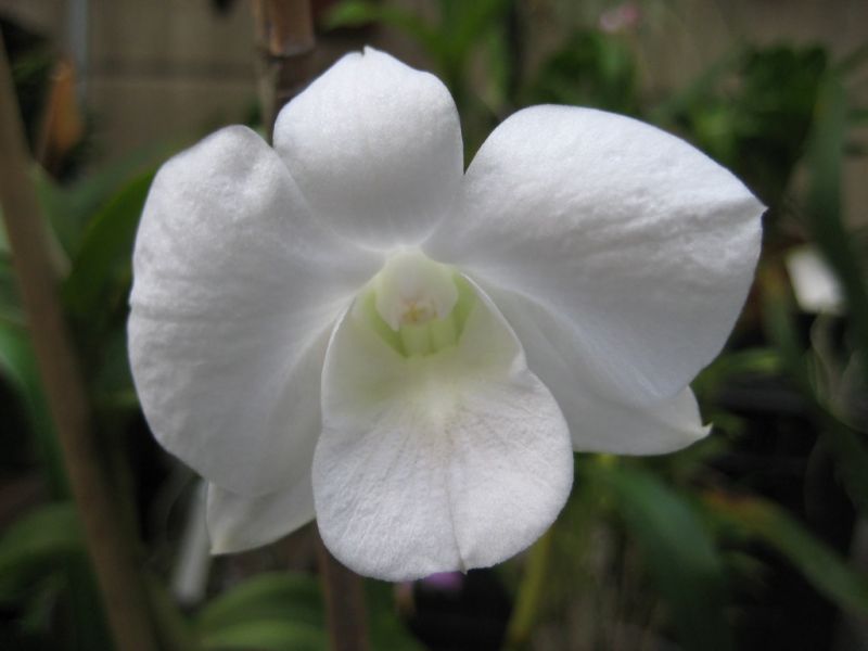 File:Dendrobium Lady Hamilton X Kelli Nicole x bigibbum var. compactum X Little Diamond X Lady Hamilton X Waikiki Beach.jpg