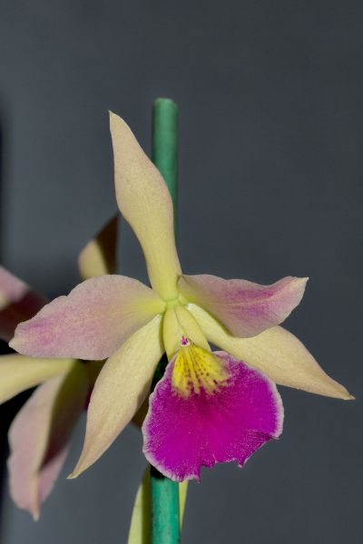 File:Powellara (Cattlianthe Noemi Santiago X Brassanthe Maikai).jpg