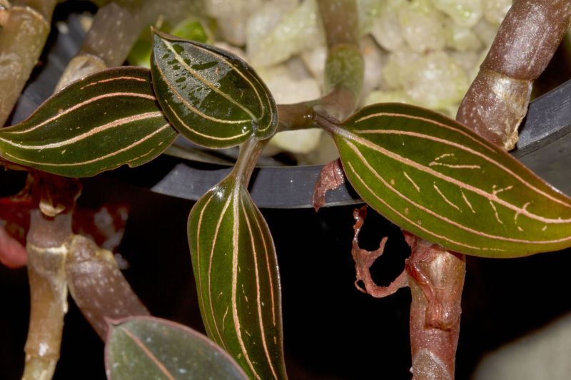 File:Ludisia discolor leaves.jpg